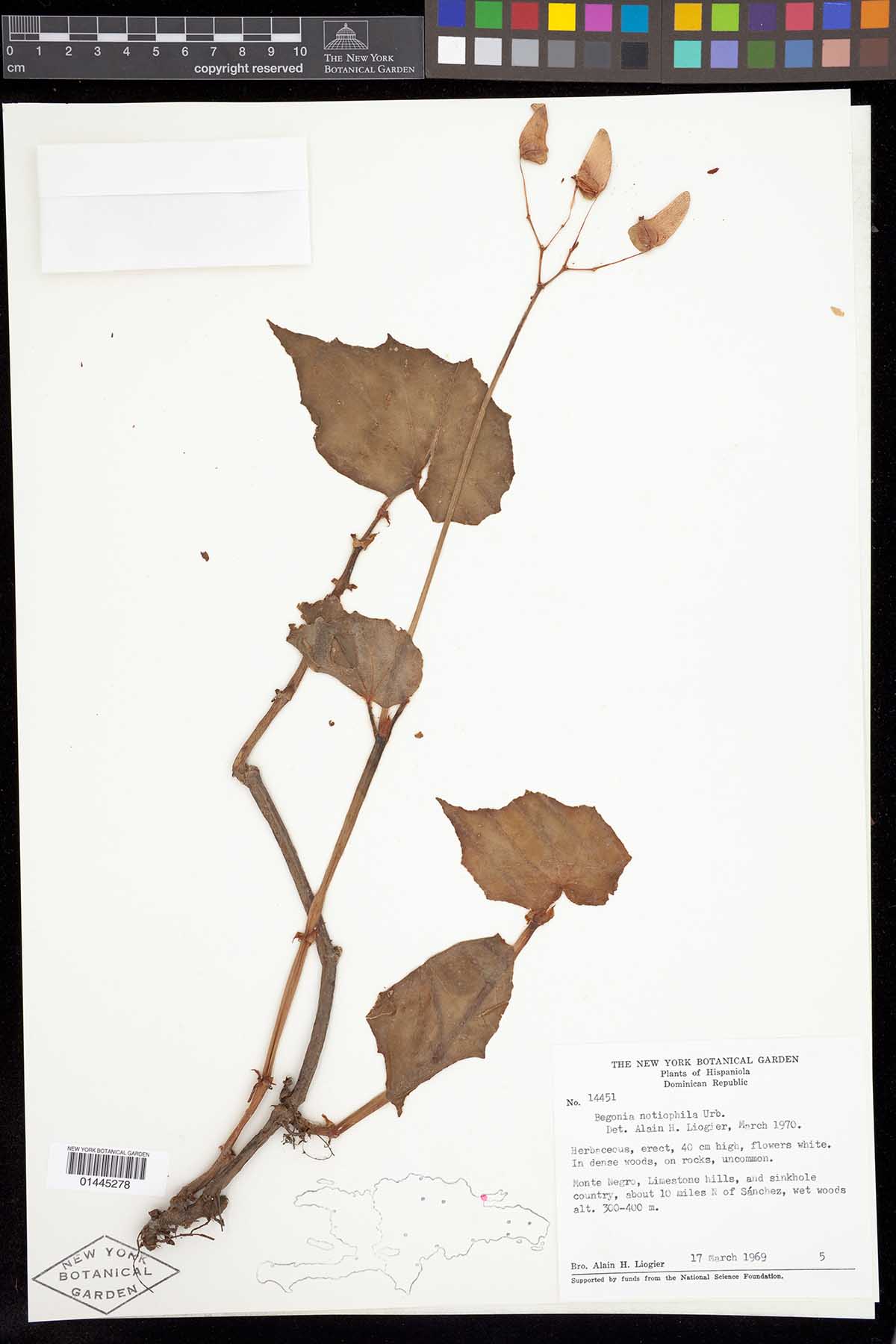 B. notiophila